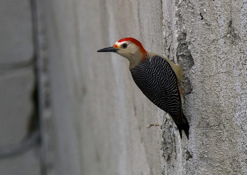 dont asky why its called a red-bellied woodpecker, it just is. a redheaded woodpecker looks quite differnet! also don't ask why this woopecker is clinging to a stone wall!